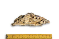 F 11200
<br/>
<br/>
<em></em>